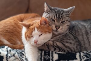 Most Popular Cat Names in the US Revealed