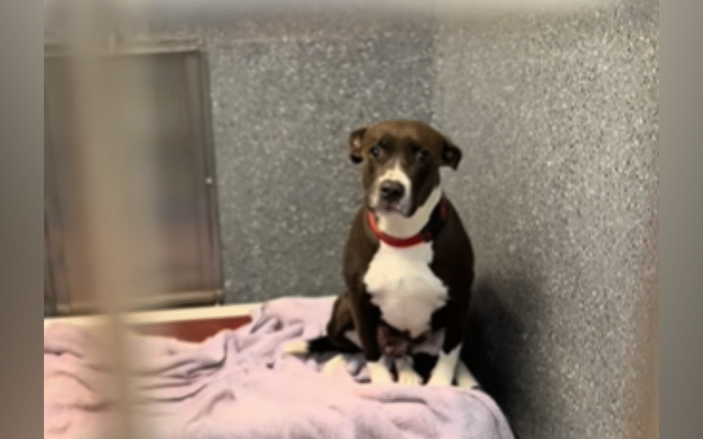 Dog Abandoned With Her Puppies Now Overlooked in Shelter With ‘No Interest’