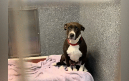 Dog Abandoned With Her Puppies Now Overlooked in Shelter With ‘No Interest’