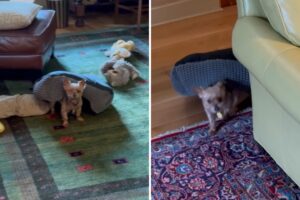 Yorkie That Runs Around House Under Her Bed Wins Pet of the Week