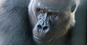 Toronto Zoo says 2 female gorillas injured after altercation with new male silverback