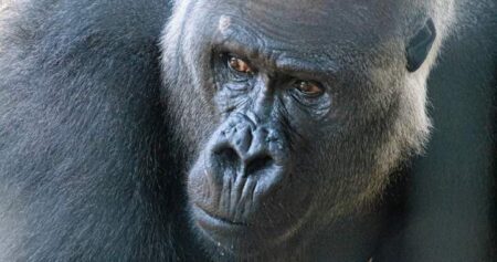 Toronto Zoo says 2 female gorillas injured after altercation with new male silverback