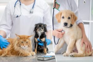 Vaccine skeptic pet owners are refusing to inoculate their dogs —insisting the shots cause autism