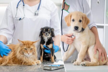 Vaccine skeptic pet owners are refusing to inoculate their dogs —insisting the shots cause autism