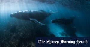 WA government announces historic protections after coral bleaching