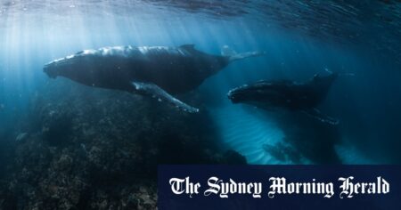 WA government announces historic protections after coral bleaching