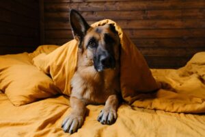 Hysterics at How German Shepherd Demands Owners Get Up in…