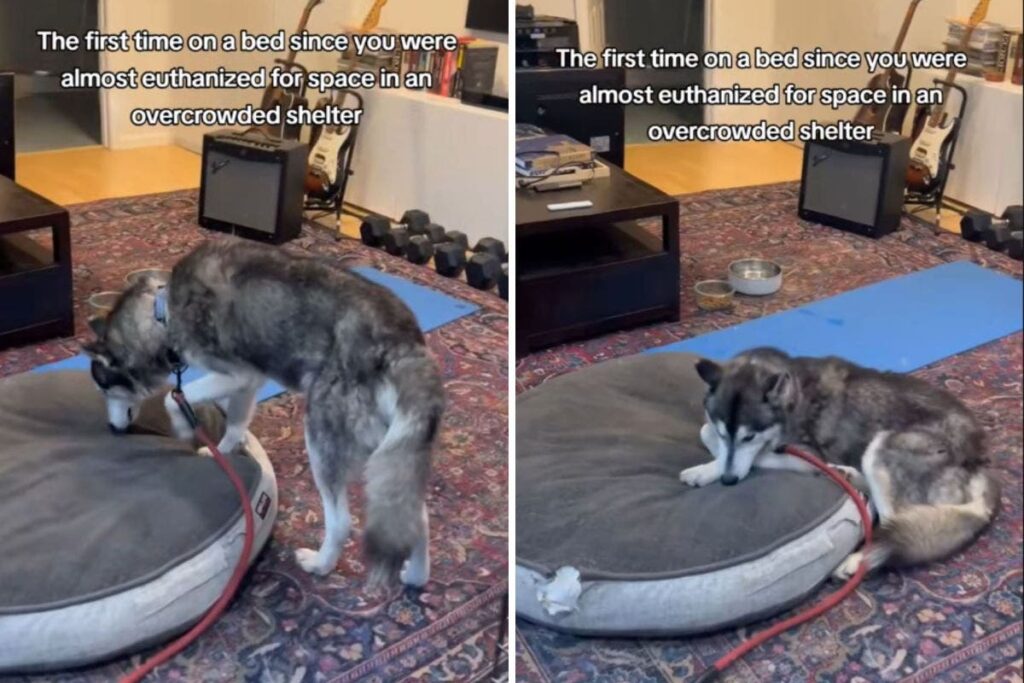 Husky Saved From Euthanasia Realizes What a Bed Feels Lik…