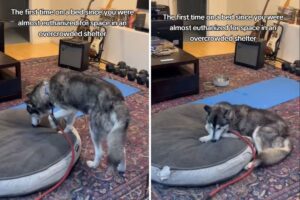 Husky Saved From Euthanasia Realizes What a Bed Feels Lik…