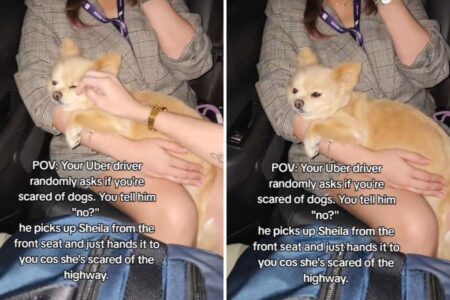 Woman in Uber Asked if She’s Scared of Dogs—Not Ready for…