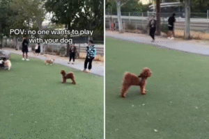 Hearts Break for Dog Left Alone in Park As ‘No One Wants …