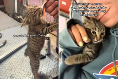 Woman Raises Stray Kitten—As It Grows Up She Realizes Something Isn’t Right