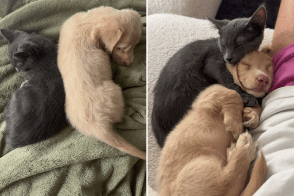 Kitten and Puppy Adopted a Week Apart—Their Story Captured by Adoring Owner