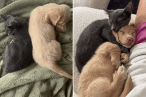 Kitten and Puppy Adopted a Week Apart—Their Story Captured by Adoring Owner