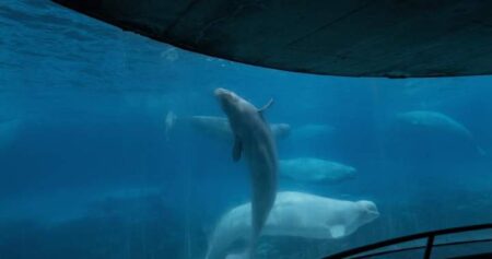 ‘It’s just terrible over there,’ Premier Doug Ford says of Marineland