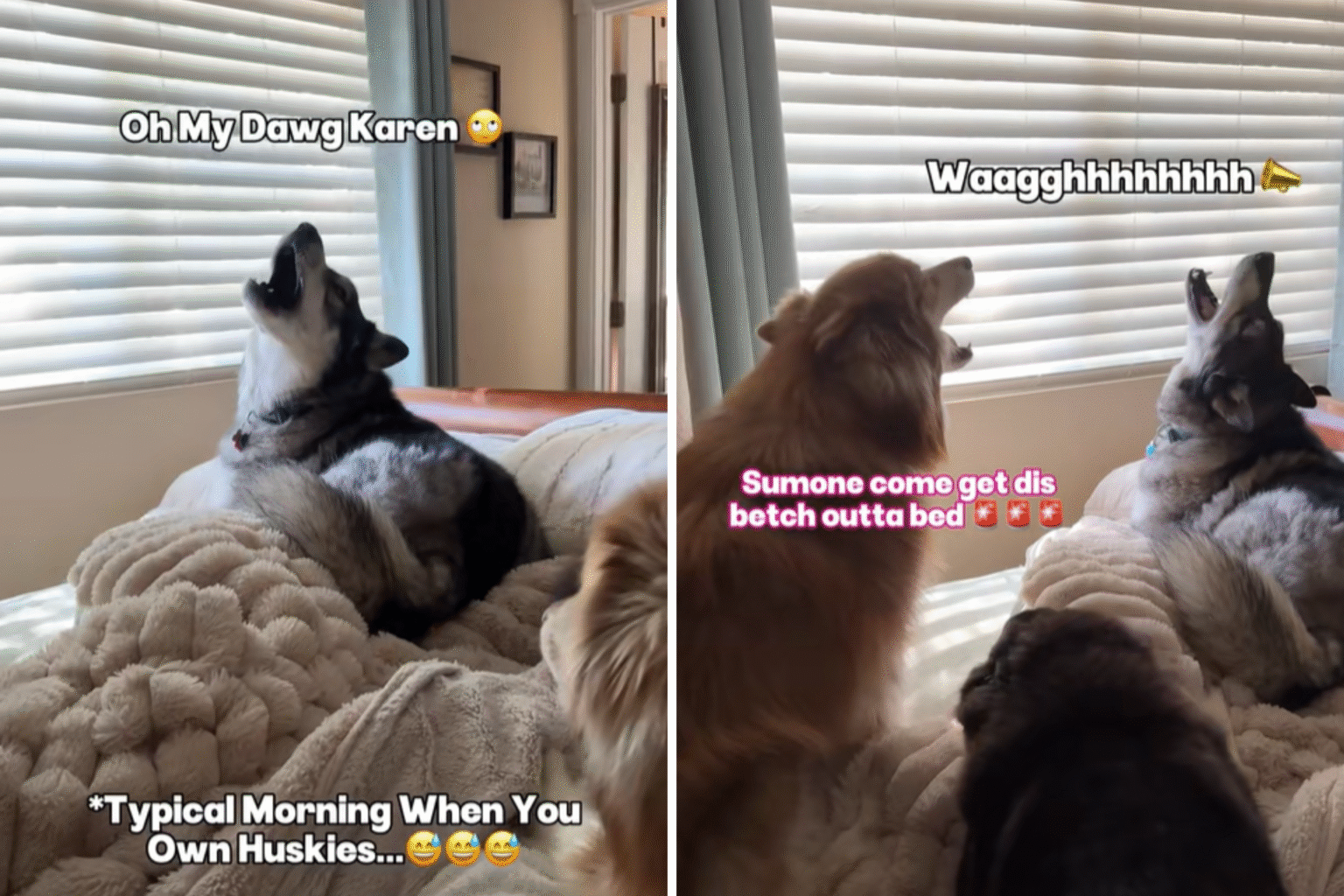 Husky Owner Shares the Usual Morning Routine: ‘Bet Your Neighbors Love You’