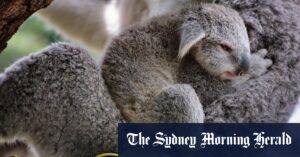 Koala park breeds hope for endangered species