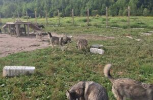 Man who raised pack of wolf-dogs says he is relieved his animals won’t be euthanized