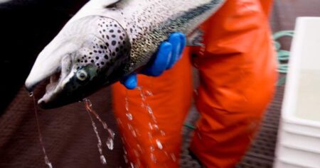 N.S. advocacy group takes aim at province’s bid to promote open-net fish farmsN.S. advocacy group takes aim at province’s bid to promote open-net fish farmsN.S. advocacy group takes aim at province’s bid to promote open-net fish farmsN.S. advocacy group takes aim at province’s bid to promote open-net fish farmsN.S. advocacy group takes aim at province’s bid to promote open-net fish farmsN.S. advocacy group takes aim at province’s bid to promote open-net fish farmsN.S. advocacy group takes aim at province’s bid to promote open-net fish farmsN.S. advocacy group takes aim at province’s bid to promote open-net fish farmsN.S. advocacy group takes aim at province’s bid to promote open-net fish farmsN.S. advocacy group takes aim at province’s bid to promote open-net fish farms