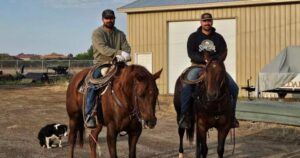 Cowboys and farm dog wrangle wayward bulls in southern Alberta