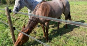 Veterans helping other military members, first responders through horses