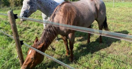 Veterans helping other military members, first responders through horses