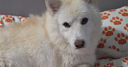Edmonton family reunited with dog missing for 3 weeks in Rockies