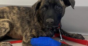 Okanagan animal rescue says pet overpopulation at unprecedented levels