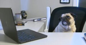Dog passes online course as part of test into Alberta online verification gaps