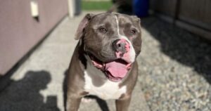 Enzo reunited with his Langley family, 1.5 years after he was seized