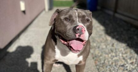 Enzo reunited with his Langley family, 1.5 years after he was seized