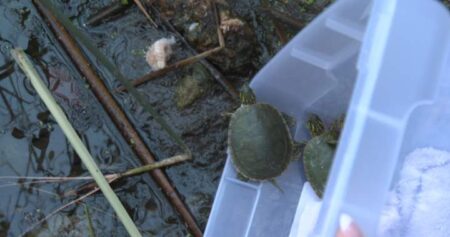 ‘It is really sad’: Western painted turtles saved from what’s left of B.C. lake