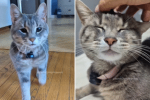 Woman Puts Microphone on Sassy Cat, Result Goes Viral: ‘Diva’
