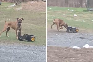 Dog Obsessed With Toy Digger He Pushes and Chases Wins ‘Pet of the Week’