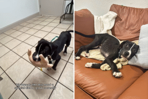 Foster Puppy Taken To Vet Assuming He’s Malnourished—Then Comes Revelation