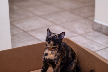 Cat Left in Parking Lot After Owner Was Evicted, Tears Over Next Update