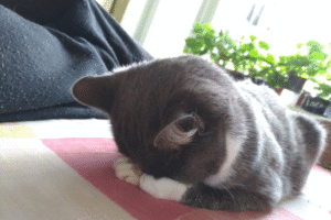 Way Cat Sleeps on Couch Leaves Internet in Hysterics: ‘Such a Mood’