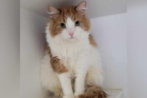 Owner Returns Cat After 3 Years Over Litter Issues—Truth Breaks Hearts