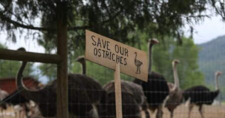 U.S. conservative commentator offers to relocate BC ostriches facing cull