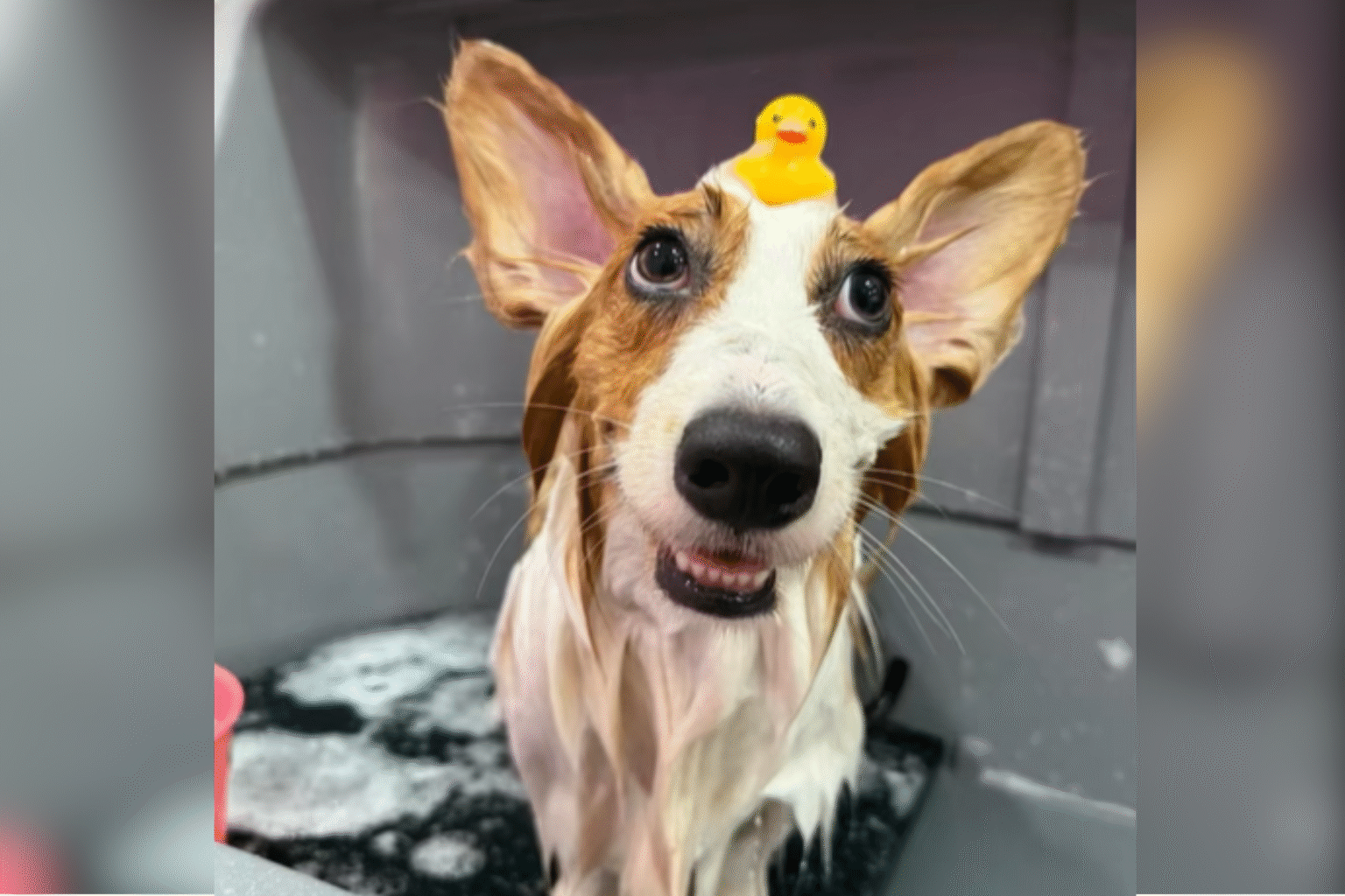 Owner Wanted Dog Updates During Grooming—Can’t Cope With What They Sent