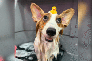 Owner Wanted Dog Updates During Grooming—Can’t Cope With What They Sent