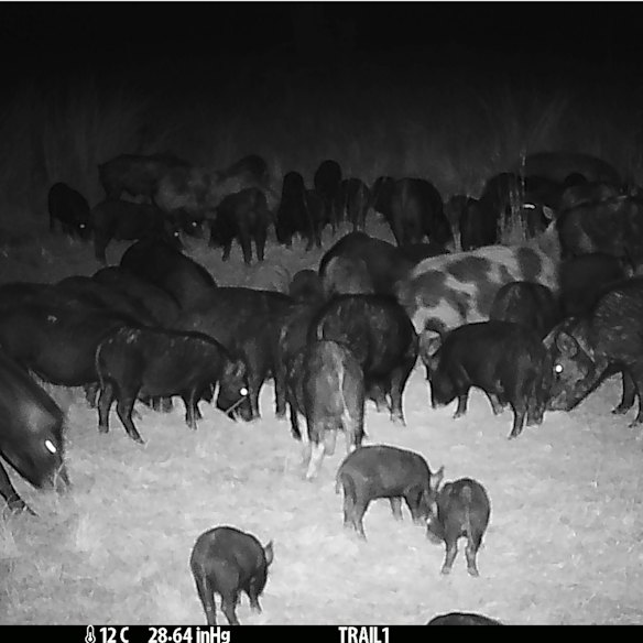 Feral pigs caught on camera at a property near Tamworth.