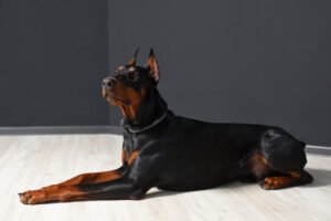 Doberman Inspects Man’s Painting Skills, Viewers Obsessed—’Missed a Bit’