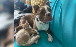 Shelter Dog Was at Risk of Being Euthanized, Then He Met Foster Kitten