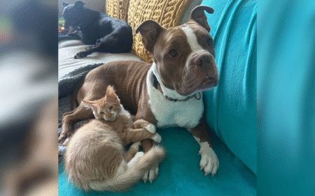 Shelter Dog Was at Risk of Being Euthanized, Then He Met Foster Kitten