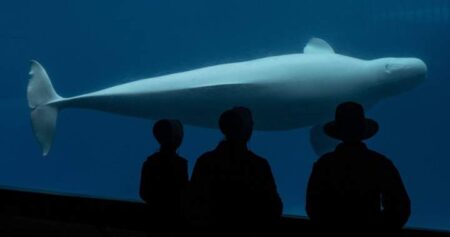 Another beluga, seal have died at Marineland. The deaths caught Doug Ford’s attention