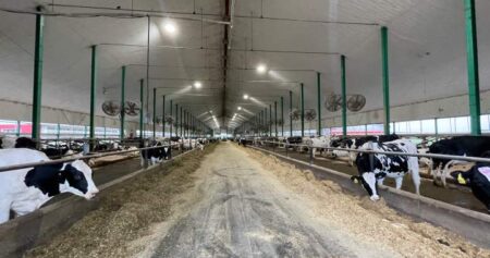Slurry pit deaths: Quebec coroner warns of dangers to farmers from manure gases