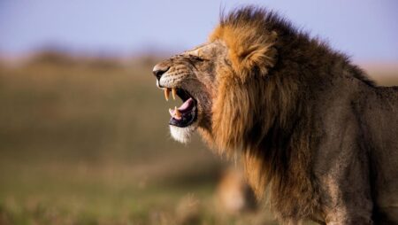 Lions maul zookeeper to death at Thai safari park