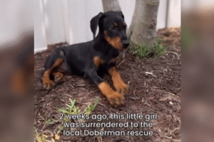 Doberman Owners Hear of Puppy Surrendered To Shelter, Tears at What’s Next