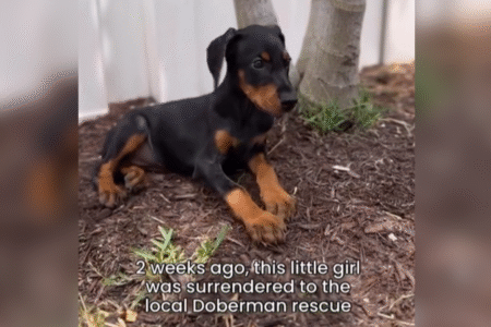 Doberman Owners Hear of Puppy Surrendered To Shelter, Tears at What’s Next